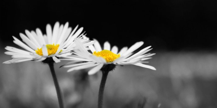 1920x1200 Flower Flowers Daisy Chamomile White Black And White - Black And