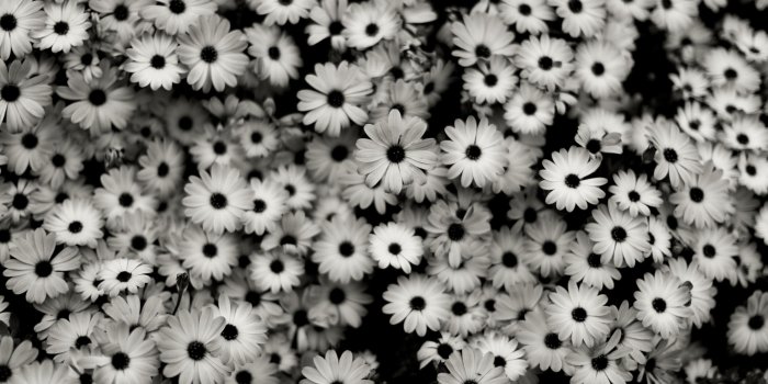 2560x1440 Black And White Flowers wallpaper - 1405276