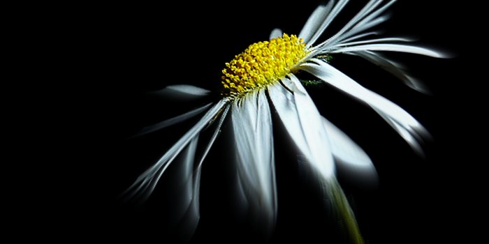 5120x3697 White daisy flower photo with black background HD wallpaper