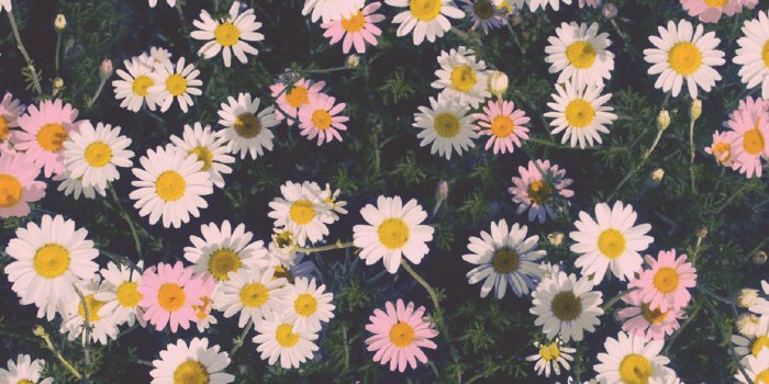 1920x1200 Incipio-Daisy-Wallpaper – Flemington DIY