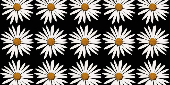 1339x1920 Daisy,white,repeat,wallpaper,background - free photo from needpix.com