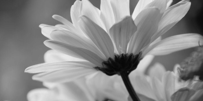 1600x1063 Awesome, White, Daisies, High, Definition, Wallpaper, Download