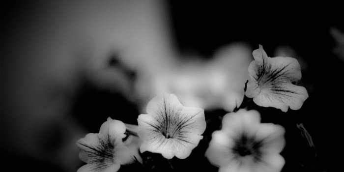 1280x831 Flowers: Flowers Photography Daisy Black White Flower Wallpaper Full
