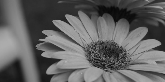 1704x1080 Flower: Gerbera Daisy Black White Flower Gerber San Wallpapers Hd