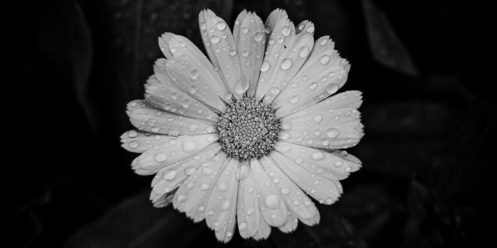 2560x1440 Black & White HD Wallpaper | Background Image | 2560x1440 | ID