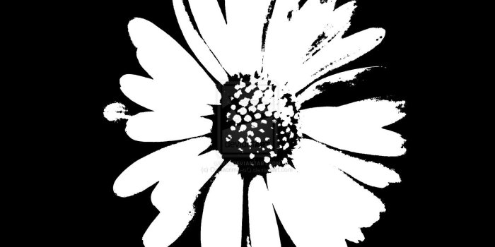 1600x1200 Daisy Background Black And White - keywords, trends