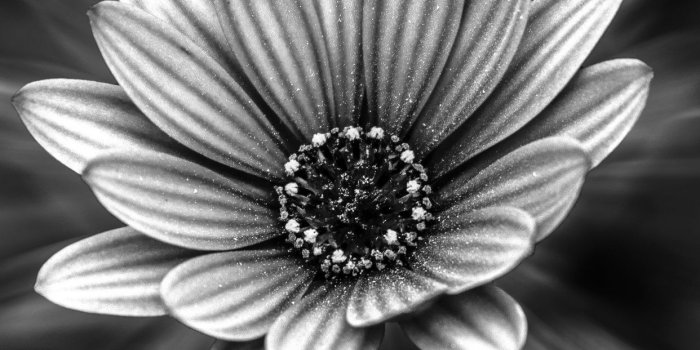 1242x2688 Apples, White, Black, Black and White, Monochrome Wallpaper for