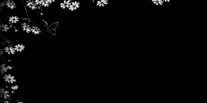 2560x1600 Flowers on the black wall wallpaper - Digital Art wallpapers - #54398