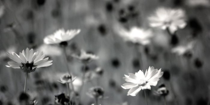 2048x1365 Grayscale Photography Of Daisy Flowers - Free Stock Photo, Image