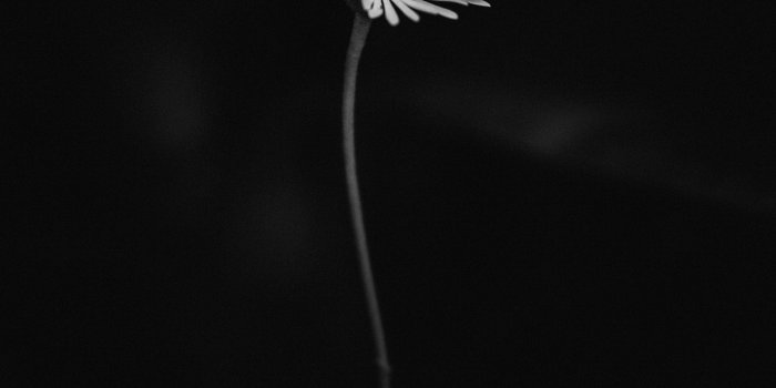 3333x5000 flower daisy and black and white hd wallpaper and background
