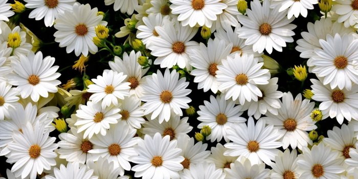 1920x1200 Black And White Gerbera Daisy Wallpaper 77987 | BITPLANET