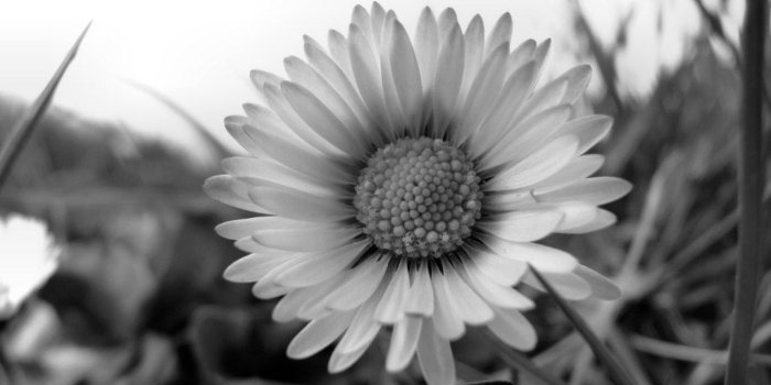 1024x768 Free download Daisy Daisies Desktop Backgrounds Wallpaper [1024x768