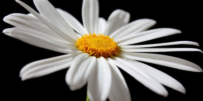 1920x1200 Wallpaper Daisy, white petals close-up, black background 1920x1200