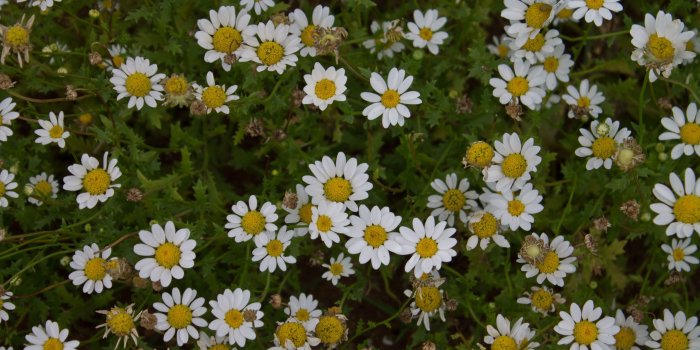 2560x1600 Oxeye Daisies Amazing Flower Mobile Background Wallpaper