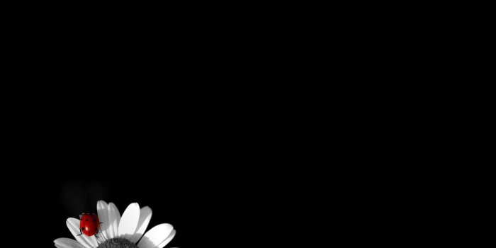 1920x1200 Daisy ladybug black & white - Phone wallpapers
