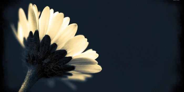 1920x1080 White daisy wallpaper - Flower wallpapers - #9976