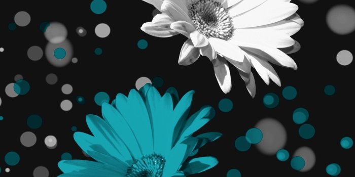 1280x1600 Black White Teal Daisy Flowers Wall Art Home Decor Matted Picture in