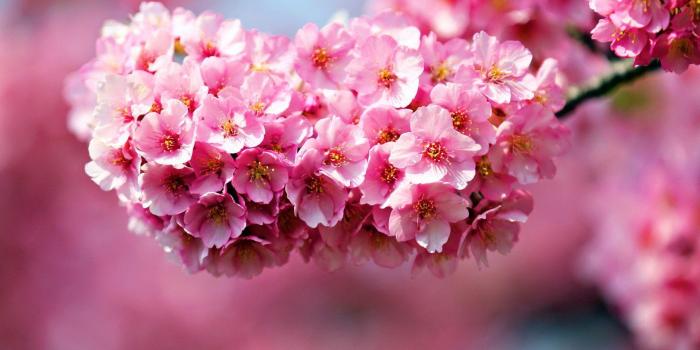 1920x1080 Pink Flower Desktop Wallpapers