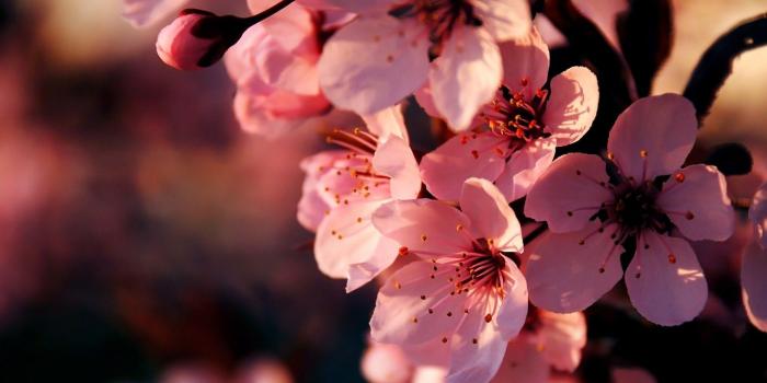 1920x1200 Macro Pink Sakura Flowers Wallpaper Images HD Free #291092837