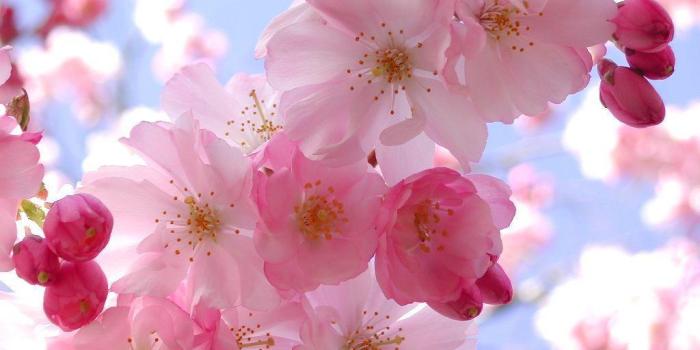 1024x768 Pink Flower Desktop Wallpapers