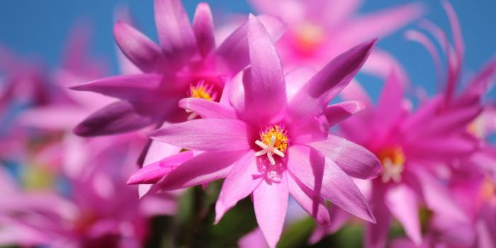 1920x1200 Plants Christmas Cactus Pink Flower Blossoms Vibrant Flowers Desktop