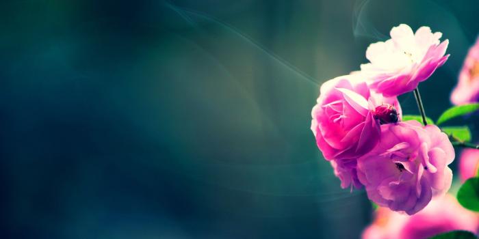 1920x1080 HD Flower Wallpapers - Wallpapers Browse