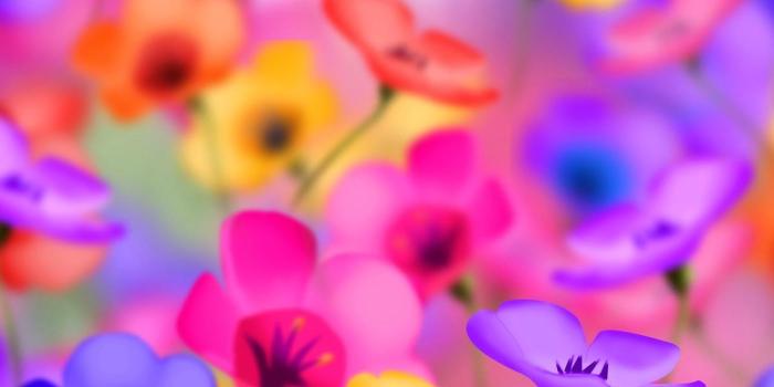 1600x1200 Flower desktop wallpapers - SF Wallpaper