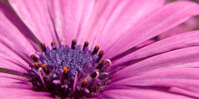 1600x1200 Pink flower Windows 7 Flowers Desktop Wallpapers | Flowers