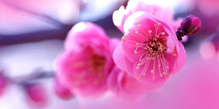 1024x768 Water Drop On Pink Flower New Desktop Wallpapers In Hd Full Free