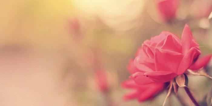 1280x1024 Pink Rose Pictures download free