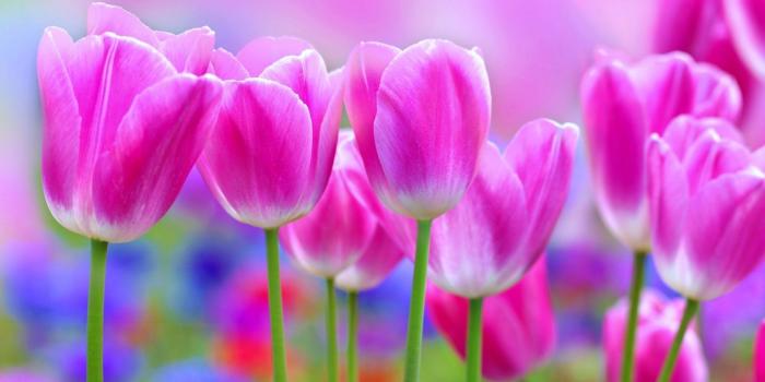 1920x1200 Floral Desktop Wallpaper (64+ pictures)