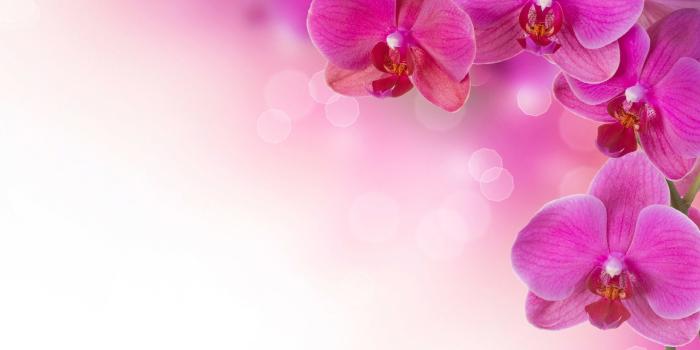 1920x1080 Pink Flower Desktop Wallpaper ·① WallpaperTag