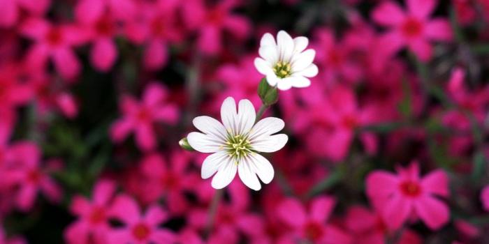 1680x1050 Flower PC Wallpapers - Top Free Flower PC Backgrounds - WallpaperAccess