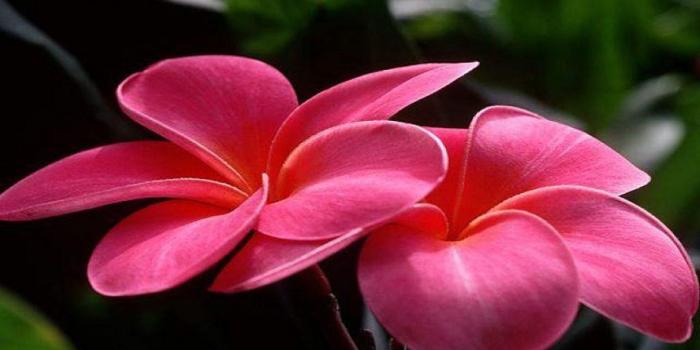 2880x1800 Plumeria flowers lovely pink flower-Desktop Wallpaper full screen