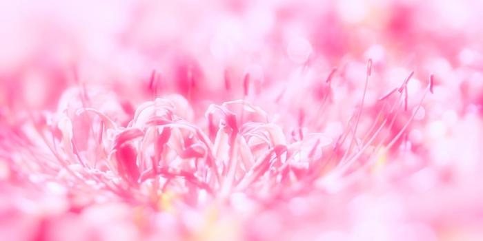 1920x1200 Pink Flower Wallpaper Wallwuzz HD Wallpapers Desktop Wallpapers High