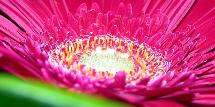 1920x1200 Free Pink Flower, Download Free Clip Art, Free Clip Art on Clipart