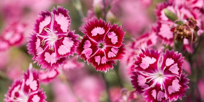 1920x1080 Beautiful Pink Flowers Desktop Wallpapers | HD Wallpapers