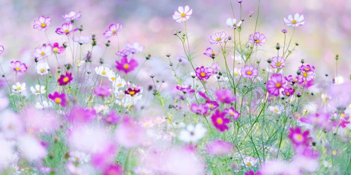 1600x1067 Pink Flower Desktop Background Long Wallpaper Hd Flowers - Field Of