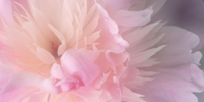 2560x1600 Download desktop wallpaper Fluffy pink flower - wallpaper on Mac OS