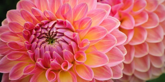 1920x1080 Pretty Flower Wallpaper - Wallpapers Browse