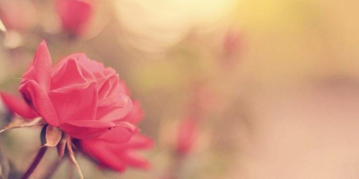 1280x1024 Pink Rose Pictures download free - Pexels Wallpaper - Part 2