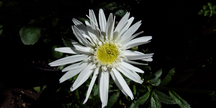 4320x2432 Flowers: White Daisy Flower Mom Garden Desktop Backgrounds for HD 16