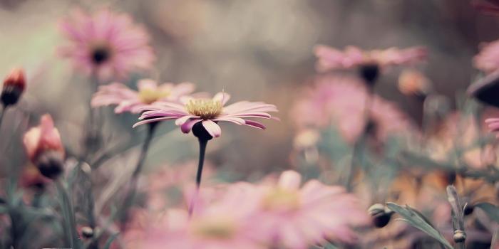 1920x1080 Flower Desktop Backgrounds (60+ images)