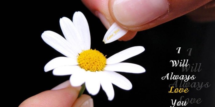 1024x768 Flower: White Daisy Black Fingers Love Flower Desktop Wallpaper