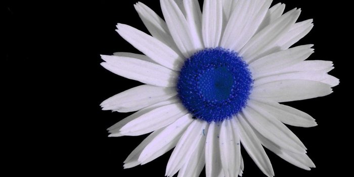 1280x1024 Download Standart 5:4 1280x1024 - Blue Daisy Wallpaper