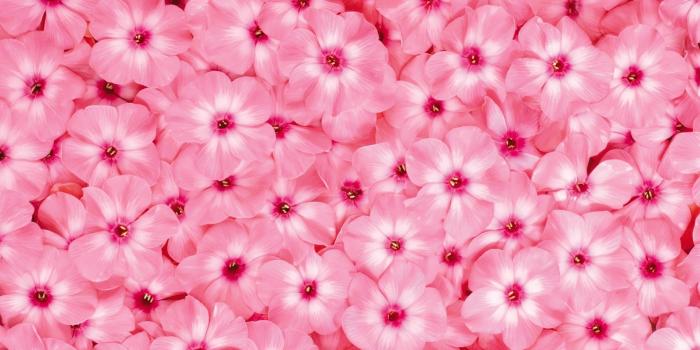 1920x1200 Very beautiful flowers clipart desktop, Free Download Clipart and