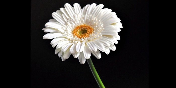 1200x800 Flowers: White Soft Daisy Black Flower Dual Monitor Background for