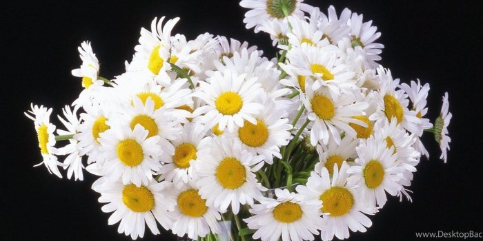 3440x1440 Download Wallpapers 3840x2400 Daisy, Flowers, Bouquet, Vase, Black