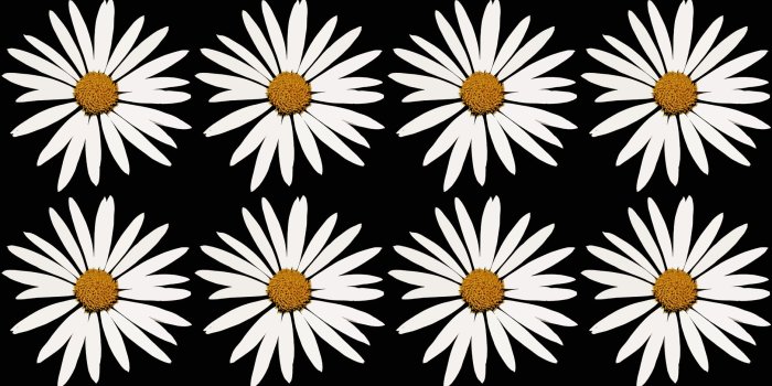 1878x1920 Black And White Daisy Wallpaper - Best Wallpaper Foto In 2019
