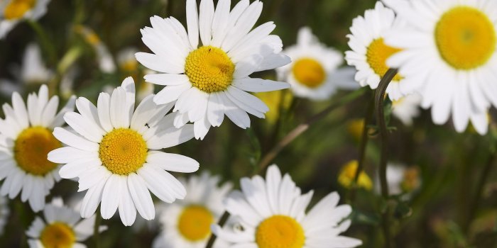 2560x1440 Daisies Wallpaper - Black And White Flowers Background Free